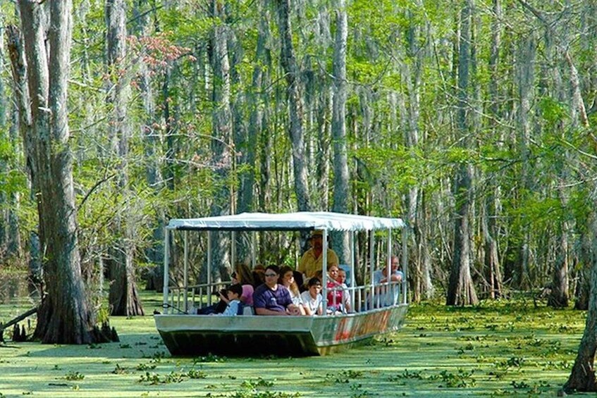 Picture 5 for Activity New Orleans: Honey Island Swamp and Bayou Boat Tour