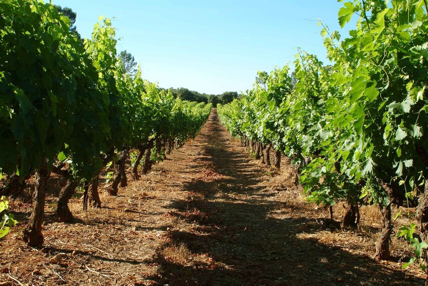 Picture 2 for Activity Bandol and Cassis: Full Day Wine Tour from Marseille