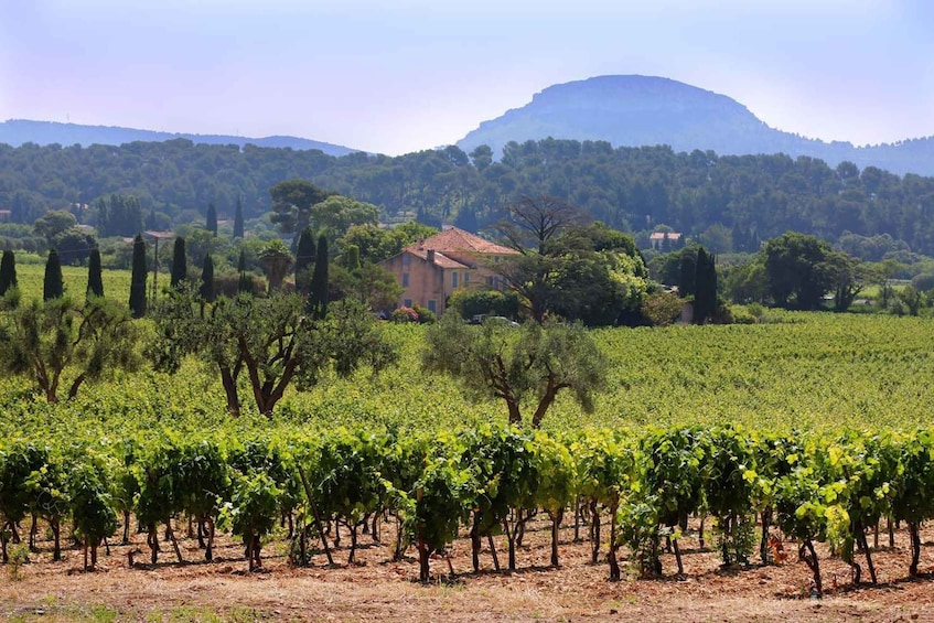 Bandol and Cassis: Full Day Wine Tour from Marseille