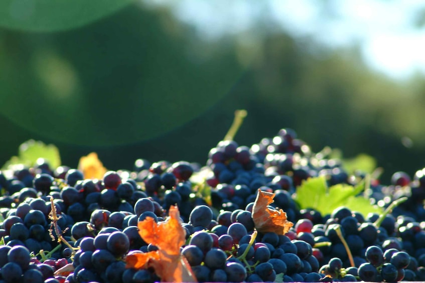Picture 1 for Activity Bandol and Cassis: Full Day Wine Tour from Marseille