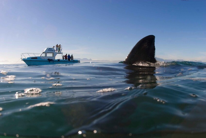 Picture 4 for Activity Cape Town: Shark Cage Dive