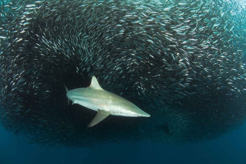 Picture 1 for Activity Cape Town: Shark Cage Dive