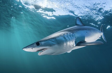 Ciudad del Cabo: buceo en jaula de tiburones