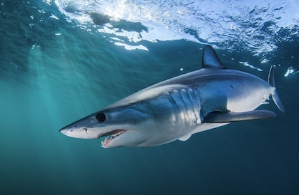 Città del Capo: immersione nella gabbia degli squali