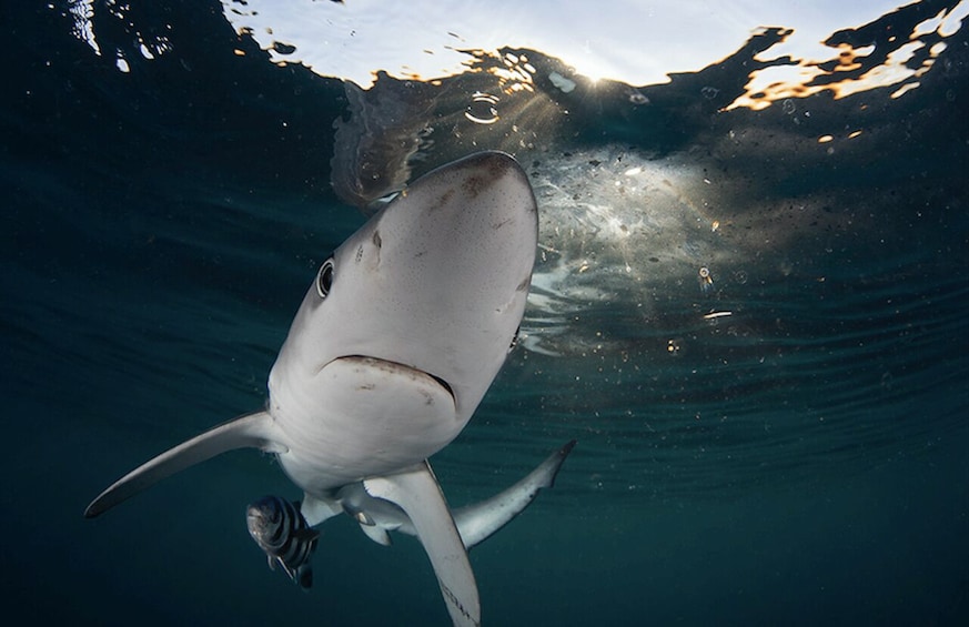 Picture 3 for Activity Cape Town: Shark Cage Dive