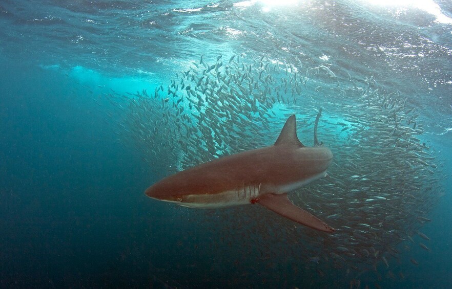 Picture 2 for Activity Cape Town: Shark Cage Dive