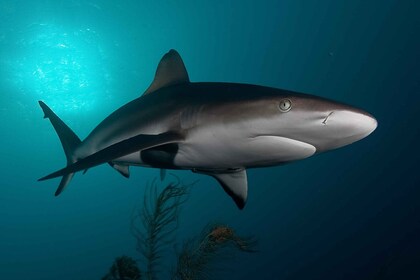 Ciudad del Cabo: buceo en jaula de tiburones