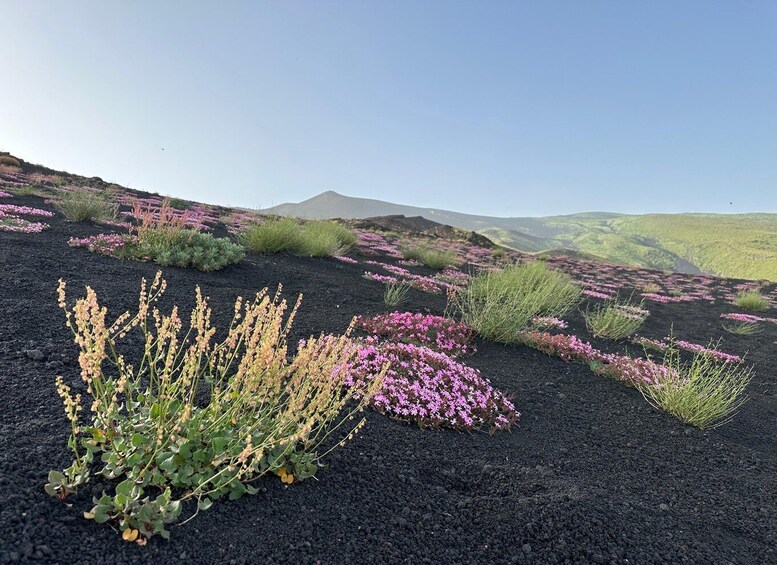 Picture 8 for Activity Mt. Etna: Half day morning or sunset tour in 4x4