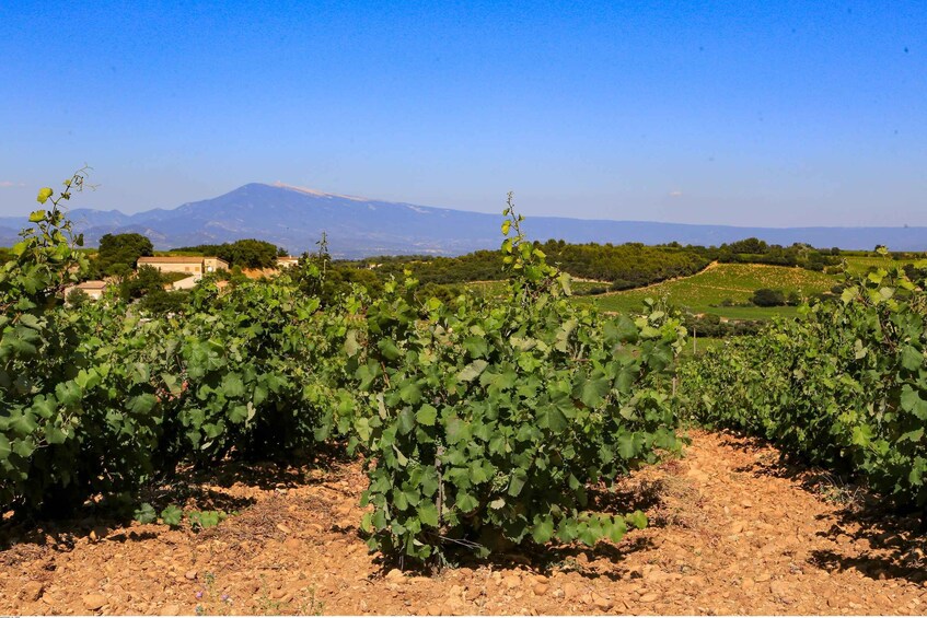 Picture 8 for Activity From Avignon: Half-Day Great Vineyards Tour