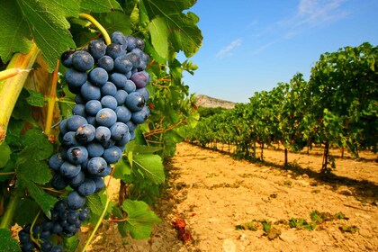 Ab Avignon: Halbtagestour durch die großen Weinberge