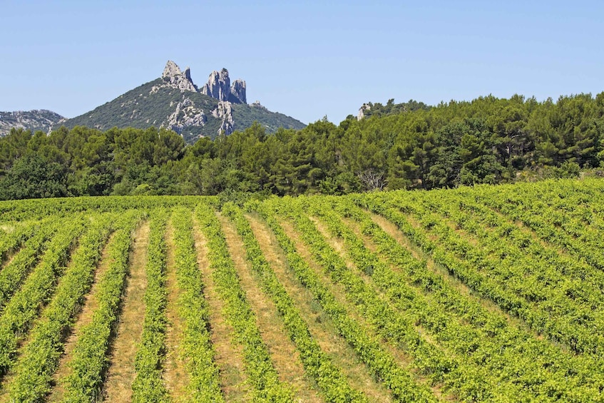 Picture 1 for Activity From Avignon: Half-Day Great Vineyards Tour