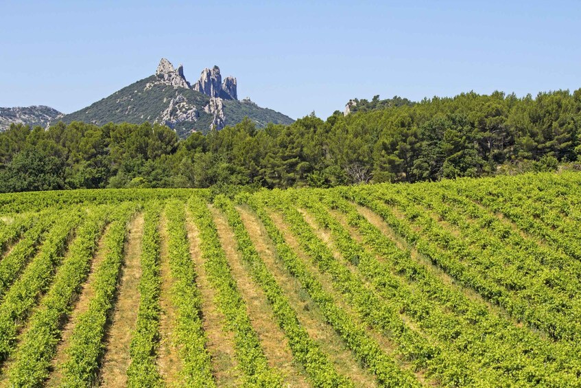 Picture 1 for Activity From Avignon: Half-Day Great Vineyards Tour