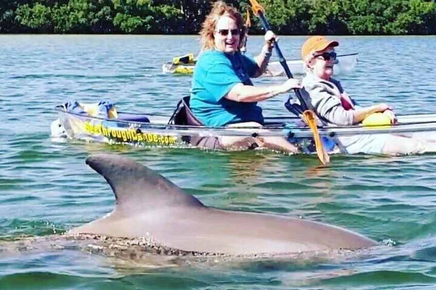 Manatee And Dolphin Tour