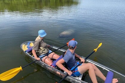 Manatee And Dolphin Tour