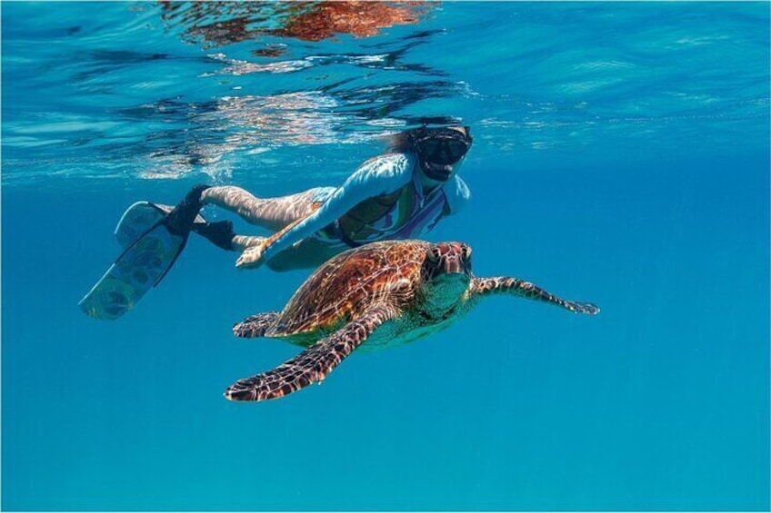 Guided Cook Islands Turtle Tour