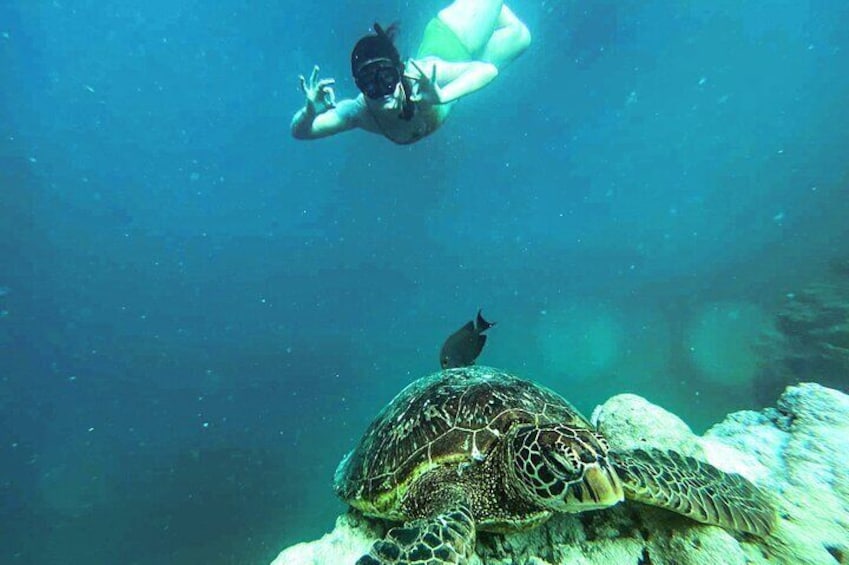 Guided Cook Islands Turtle Tour