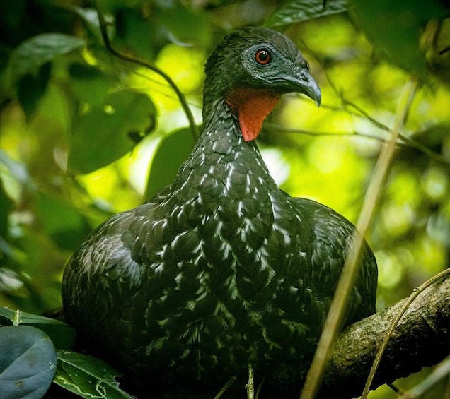 Picture 11 for Activity From Uvita: 1 Day Trip to Corcovado National Park by Boat