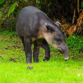 Hiking Tours in Corcovado