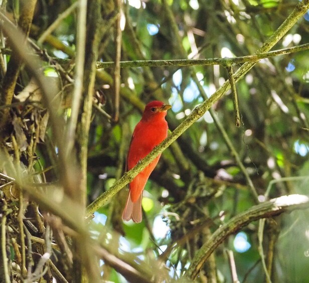 Picture 7 for Activity Corcovado National Park from Uvita 1-day trip