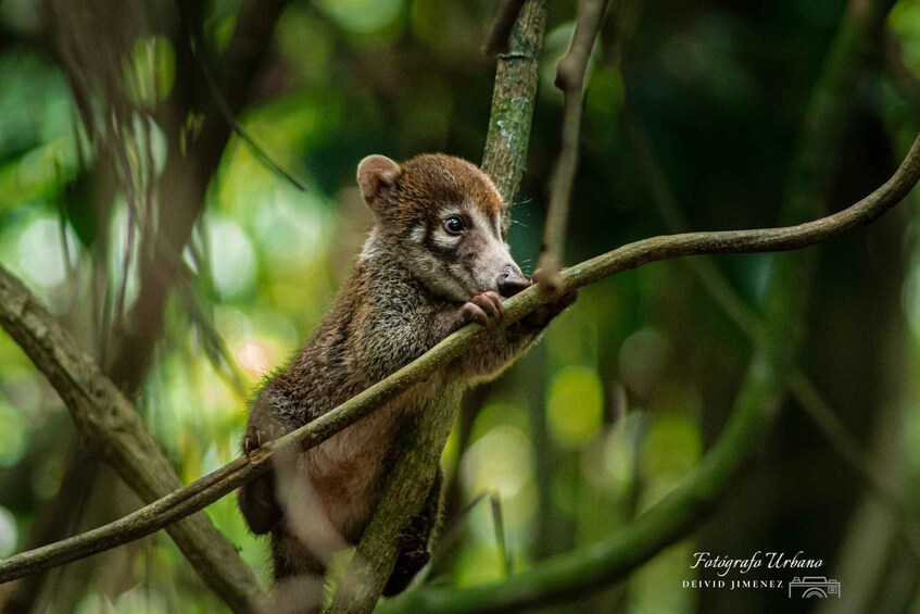 Picture 1 for Activity Corcovado National Park from Uvita 1-day trip