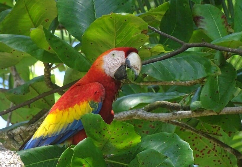 Picture 5 for Activity HIKING TOUR CORCOVADO AND LUNCH