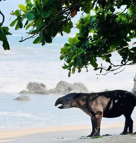 Vanuit Uvita: Dagtocht naar Nationaal Park Corcovado per boot