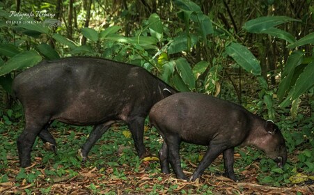 Corcovado Hiking Tours and Luch San Pedrillo Station