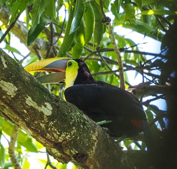 Picture 1 for Activity HIKING TOUR CORCOVADO AND LUNCH