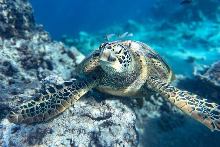 Private Rarotonga TURTLE Tour with Photography and Transfers