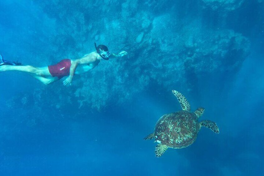 Private Rarotonga TURTLE Tour with Photography and Transfers