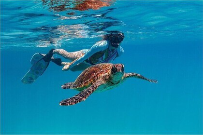 A Private TURTLE Tour on Rarotonga with Photography and Transfers