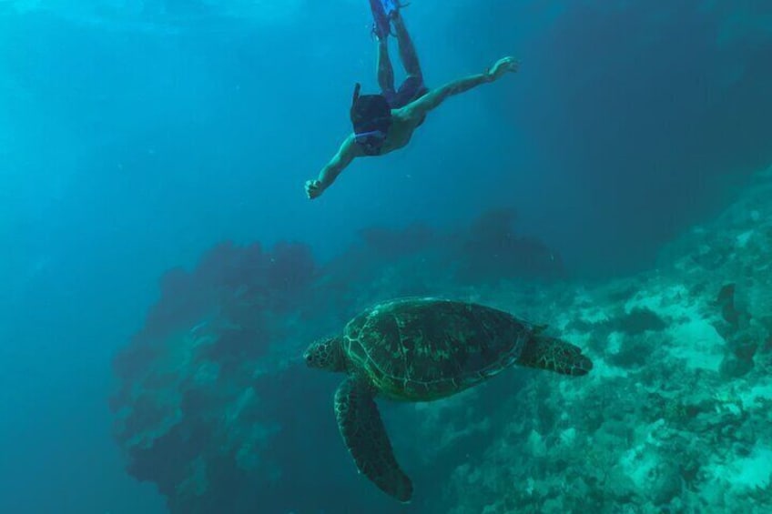 Private Rarotonga Turtle Tour with Photography and Transfers