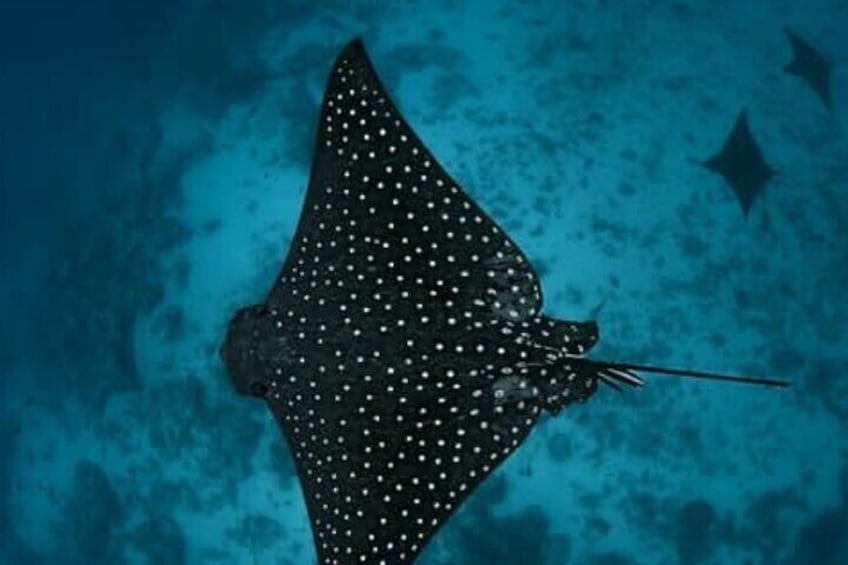 Eagle Ray and Turtle Adventure in Cook Islands with Photography