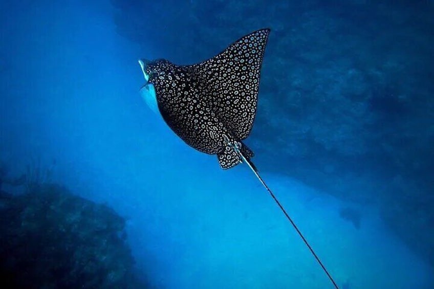 Eagle Ray and Turtle Adventure in Cook Islands with Photography