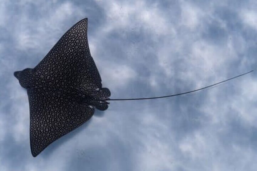Eagle Ray and Turtle Adventure in Cook Islands with Photography