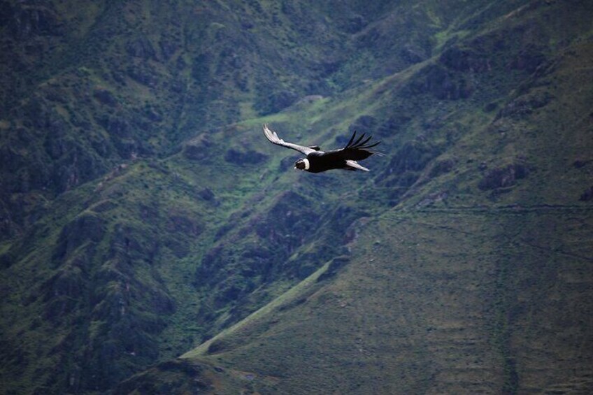 Colca Canyon Plus 2 days