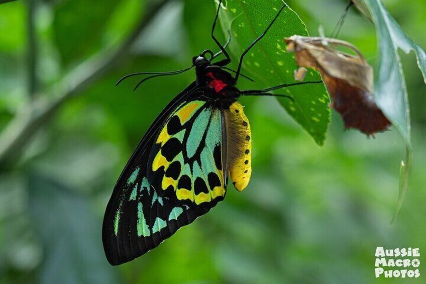 Cairns Birdwing Butterfly emerging from chrysalis