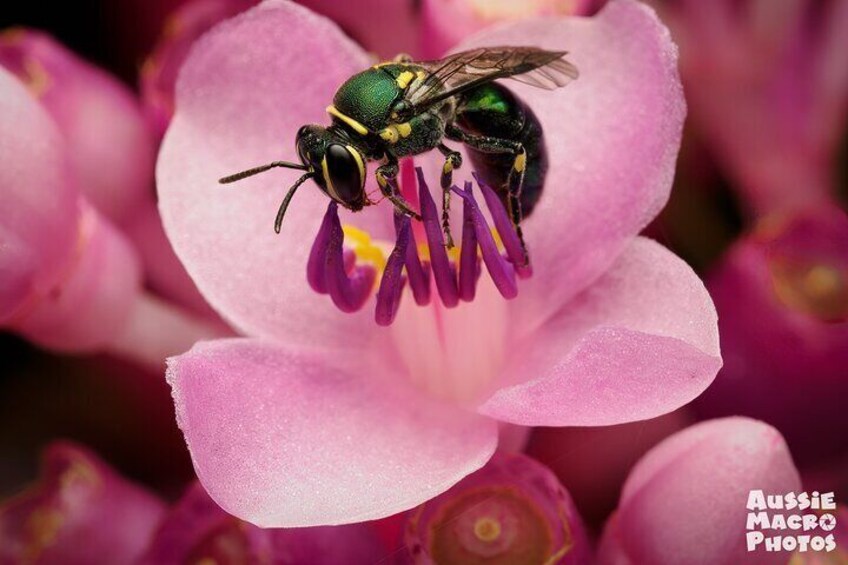 One of our native bees