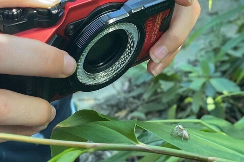 Photographing cute jumping spiders