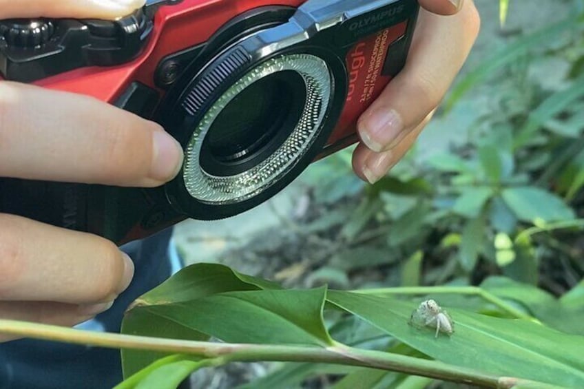 Photographing cute jumping spiders