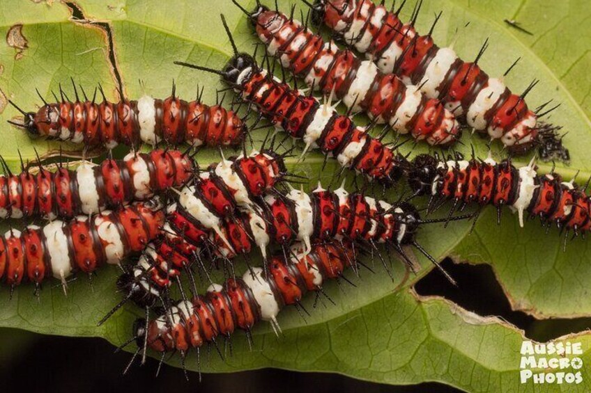 Orange Lacewing Caterpillars