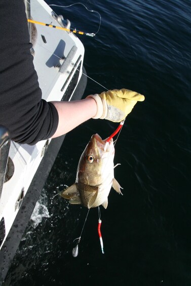 Picture 6 for Activity Reykjavik: 3-Hour Sea Angling Gourmet Experience Tour