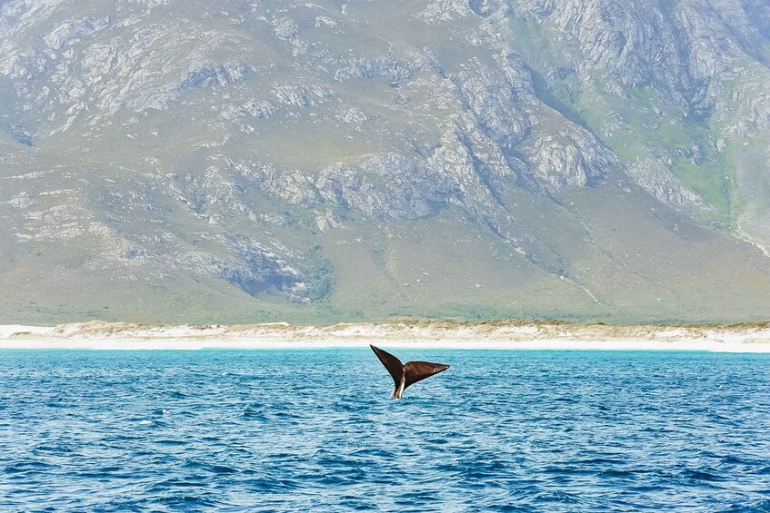 Picture 1 for Activity Hermanus: Whale and Dolphin Watching Boat Trip