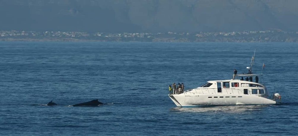 Picture 4 for Activity Hermanus: Whale and Dolphin Watching Boat Trip