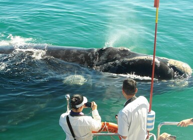 Hermanus: Whale and Dolphin Watching Boat Trip