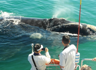 Hermanus: Whale and Dolphin Watching Boat Trip