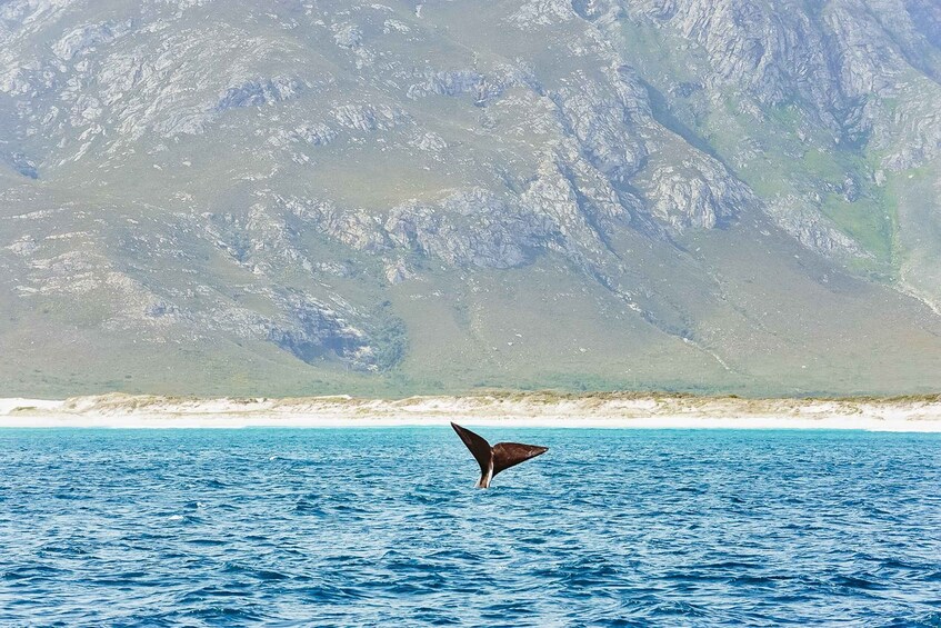 Picture 1 for Activity Hermanus: Whale and Dolphin Watching Boat Trip