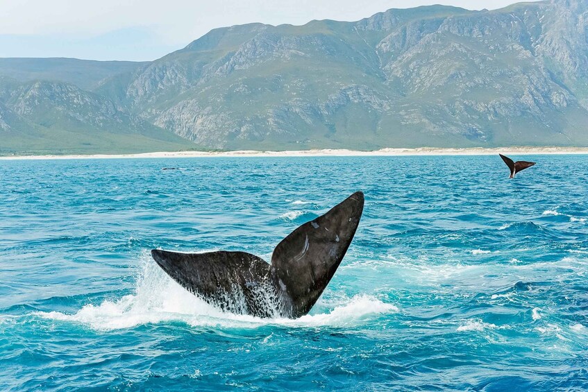 Picture 5 for Activity Hermanus: Whale and Dolphin Watching Boat Trip