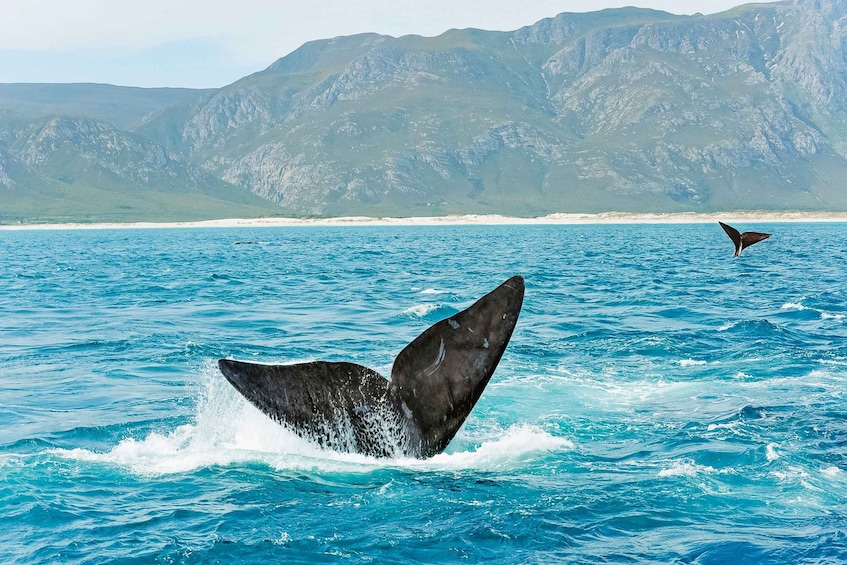 Picture 5 for Activity Hermanus: Whale and Dolphin Watching Boat Trip