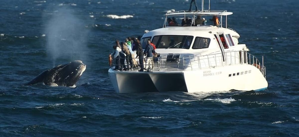 Picture 2 for Activity Hermanus: Whale and Dolphin Watching Boat Trip